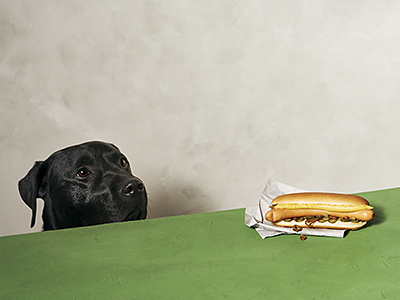 Schwarzer Labrador schaut einen Hotdog an